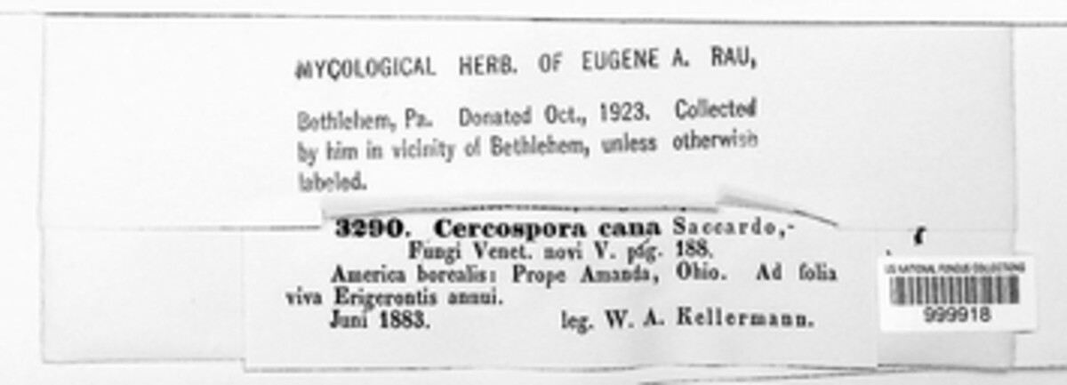 Cercospora cana image